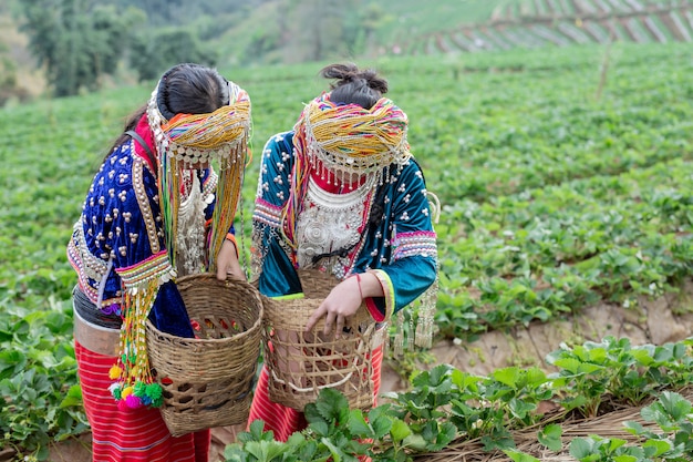 Des filles tribales ramassent des fraises