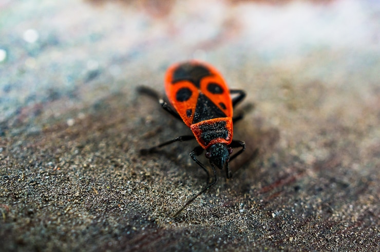 Photo gratuit firebug sur une surface en bois.