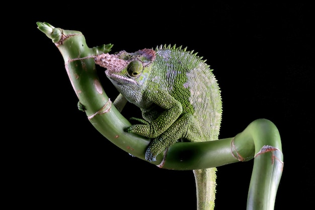 Fischer caméléon gros plan sur noir