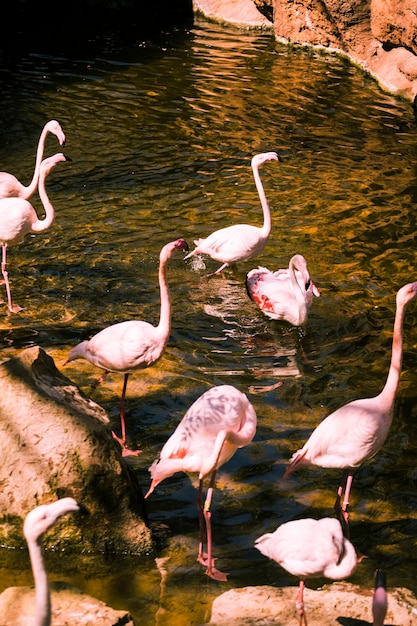 Flamants roses