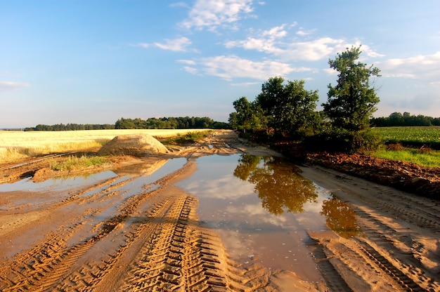 Flaque d&#39;eau dans la prairie