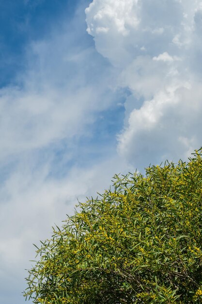 Fleur d'acacia doré en fleurs acacia piknantha mimosa sur fond de ciel et de nuages sur la côte égéenne Temps de printemps pour des vacances ou une idée de voyage pour fond de carte postale