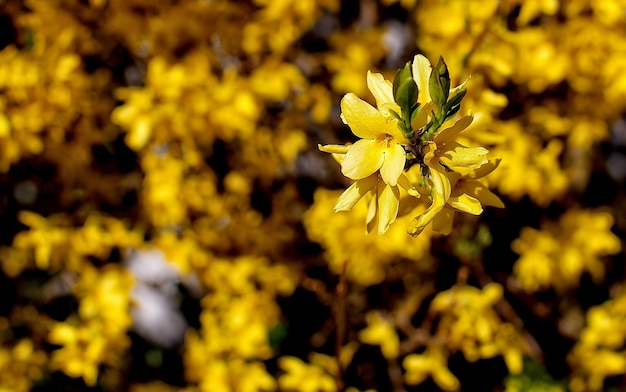 Fleur aux pétales jaunes