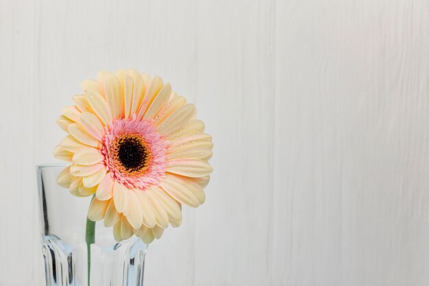 Fleur blanche dans un vase