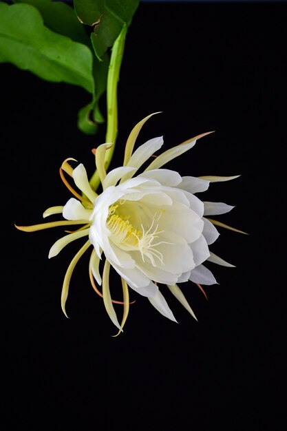 Fleur blanche avec des feuilles