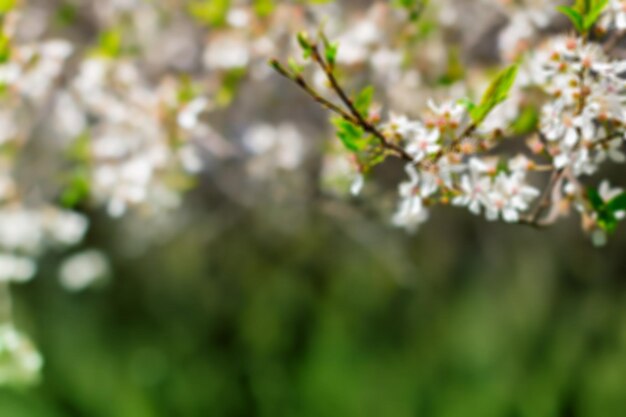 Fleur blanche et feuilles