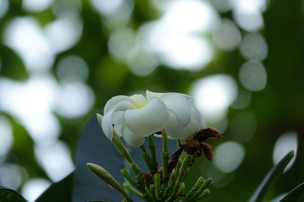 Photo gratuite fleur blanche avec un fond défocalisé