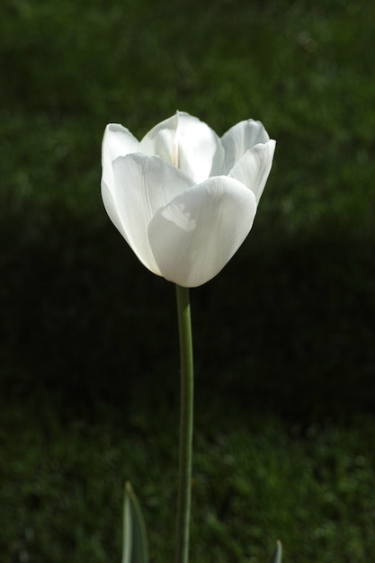 Fleur blanche sur fond sombre