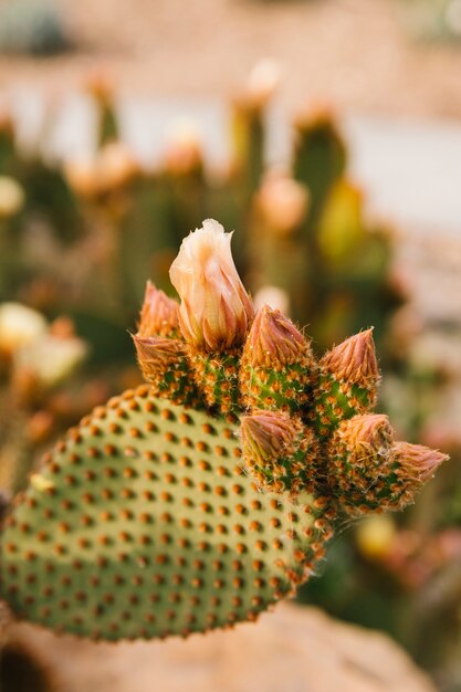 Fleur sur cactus épineux