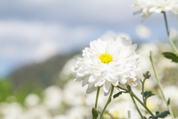 Fleur de Chrysanthème Blanc