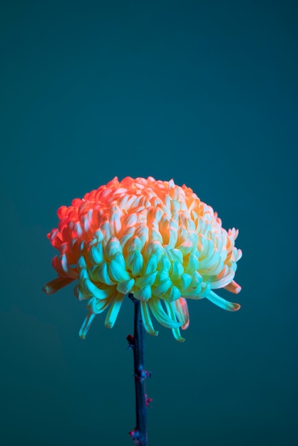 Photo gratuite fleur de chrysanthème sur fond bleu