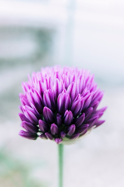 Fleur de chrysanthème pourpre unique