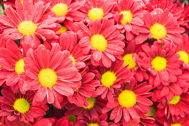 Fleur de chrysanthème rouge coloré.