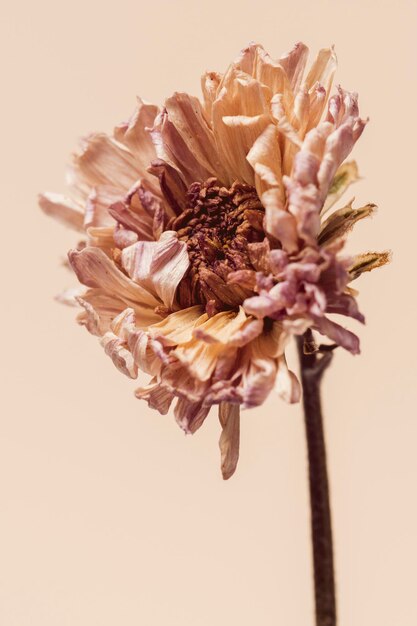 Fleur de chrysanthème séchée sur fond beige