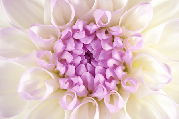 Fleur de chrysanthème.