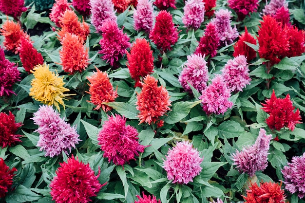 fleur colorée dans le jardin