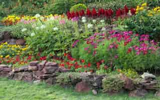 Photo gratuite fleur colorée dans le jardin