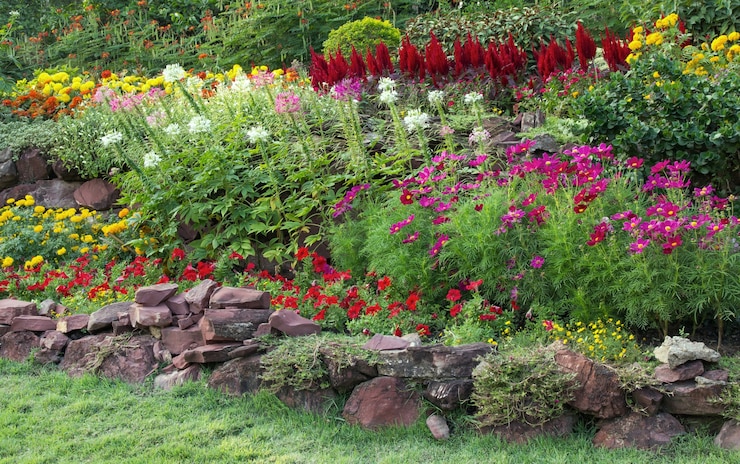 Photo gratuit fleur colorée dans le jardin