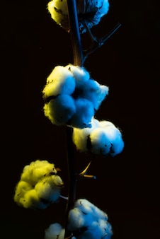 Fleur de coton sur fond noir