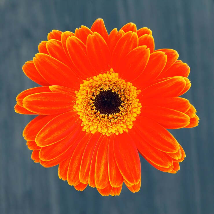 Photo gratuit fleur de gerber isolé sur fond marron
