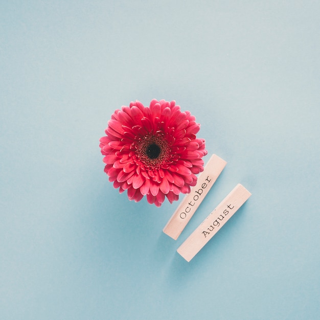 Fleur de gerbera avec inscriptions d&#39;octobre et d&#39;août sur papiers