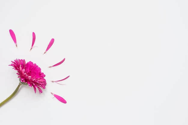 Fleur de gerbera avec pétales sur tableau blanc