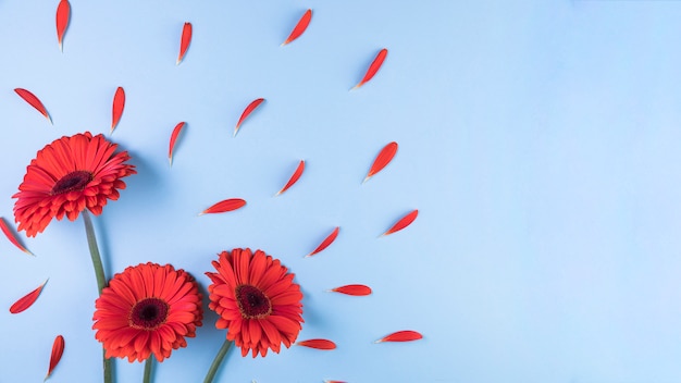 Fleur de gerbera rouge avec des pétales sur fond bleu