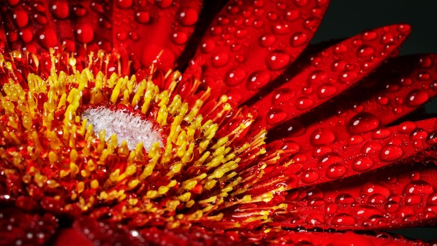 Photo gratuite fleur de gerbera se bouchent, fleur de macro.