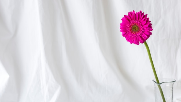 Fleur de gerbera simple rose devant un rideau blanc