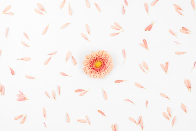 Fleur de gerbera unique parsemée de pétales sur fond blanc