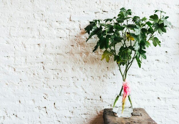 Fleur de gingembre rouge sur une table en bois