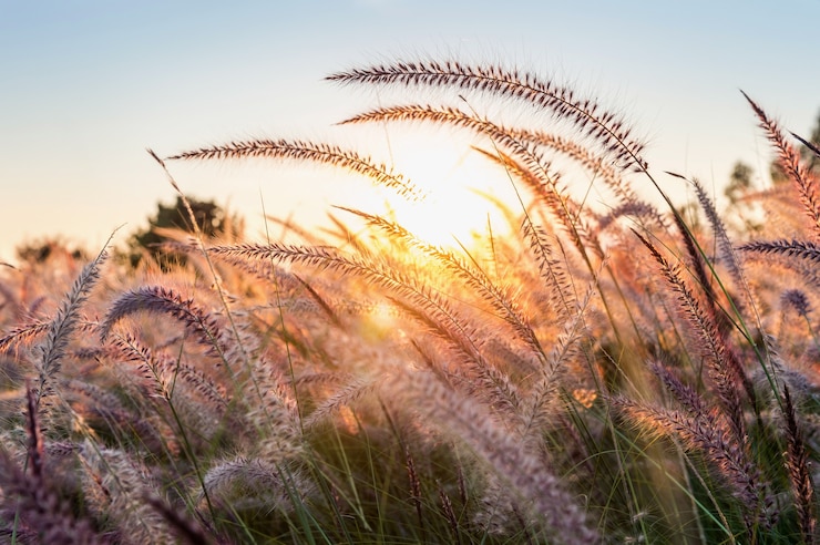 Photo gratuit fleur d'herbe au coucher du soleil.