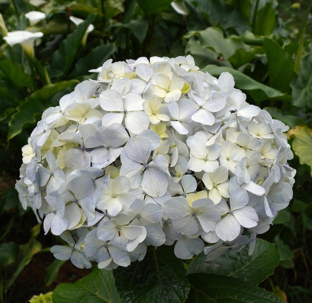 Photo gratuite fleur d'hortensia photo en gros plan