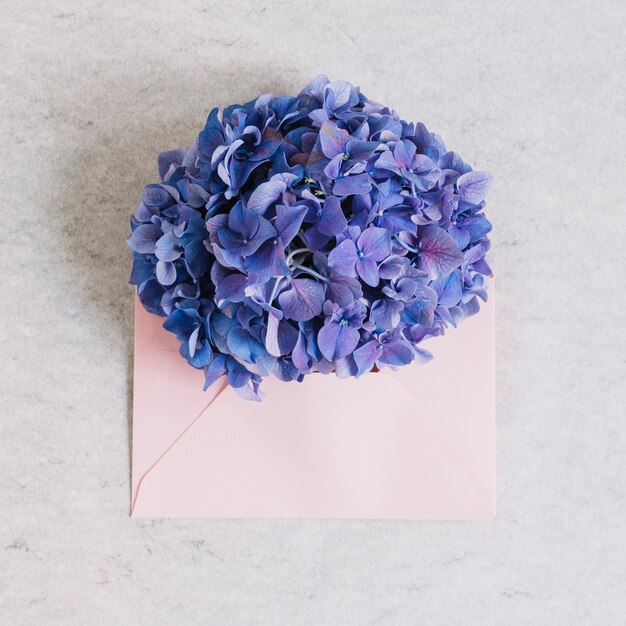 Fleur d&#39;hortensia pourpre sur une enveloppe rose sur fond rugueux