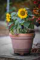 Photo gratuite fleur jaune et blanche en pot d'argile marron