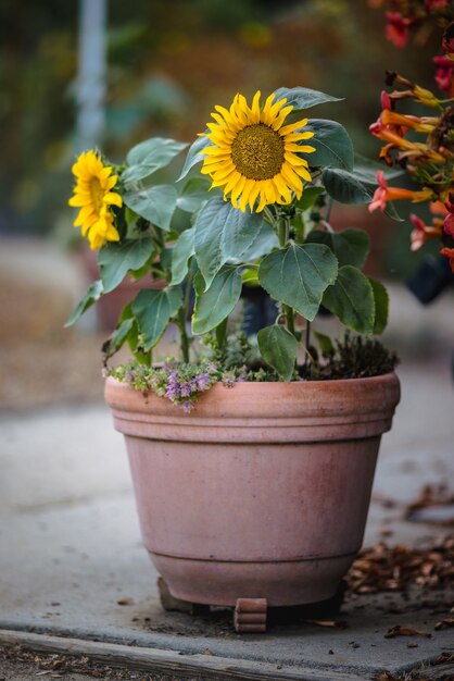 Fleur jaune et blanche en pot d'argile marron