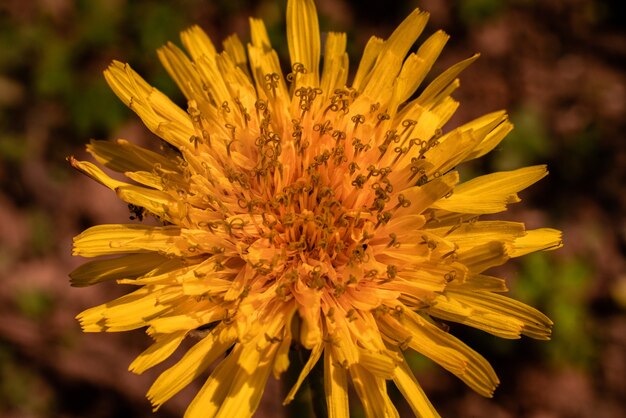 fleur jaune exotique capturée dans un jardin