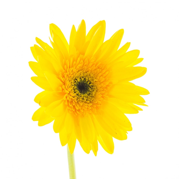 Photo gratuit fleur jaune sur un fond blanc