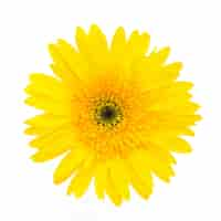 Photo gratuite fleur jaune sur un fond blanc