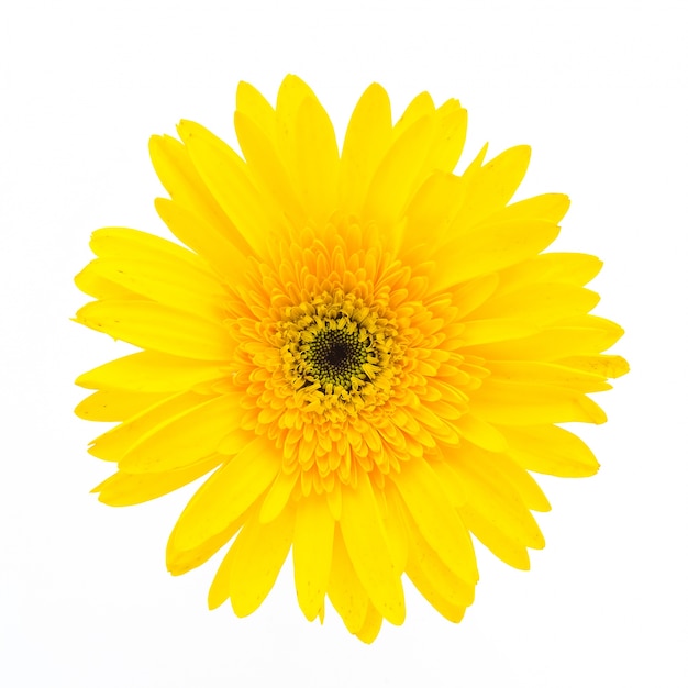 Fleur jaune sur un fond blanc