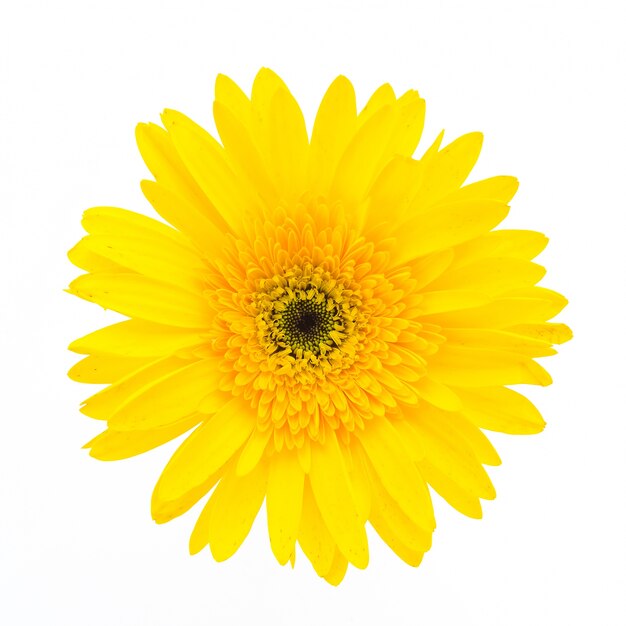 Fleur jaune sur un fond blanc