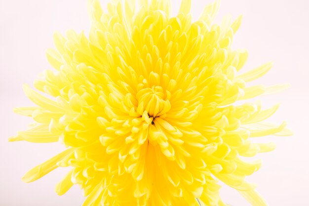 Fleur jaune sur fond blanc