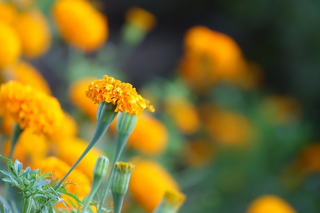 Fleur jaune avec un fond de fleurs jaunes de mise au point