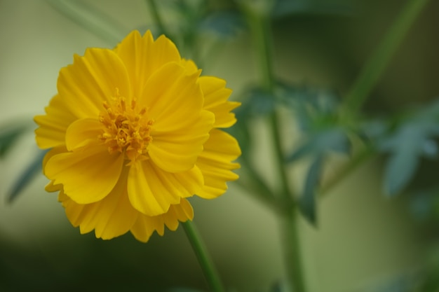 Fleur jaune sur un fond flou