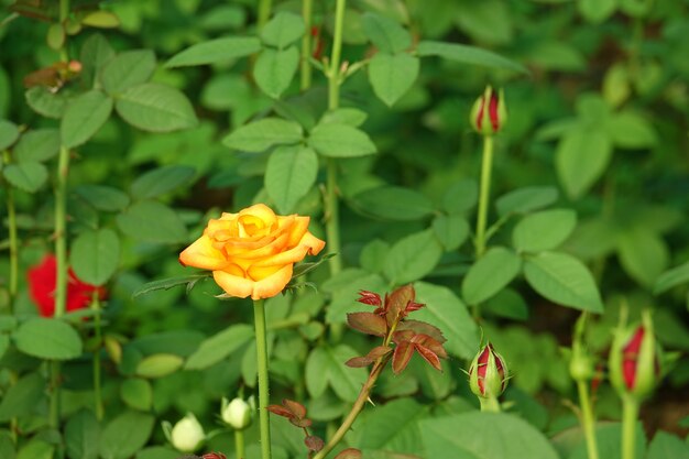 Fleur jaune sur un fond flou