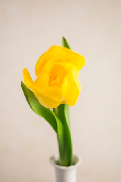 Fleur jaune fraîche dans un vase étroit