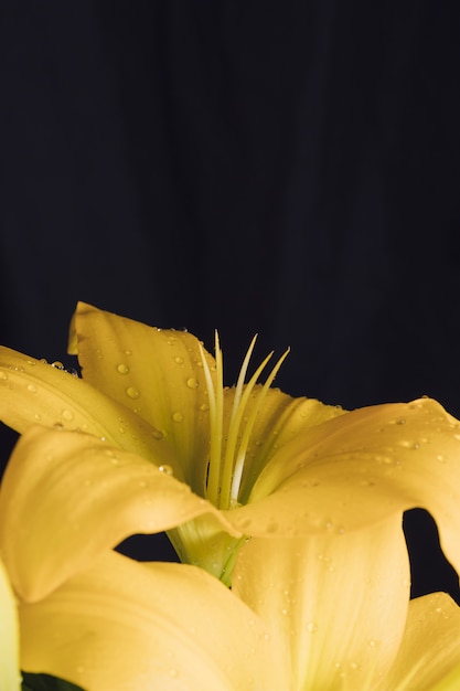 Fleur Jaune Fraîche En Rosée