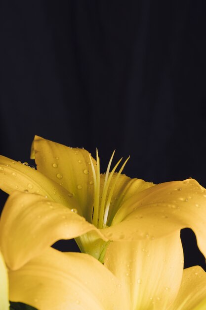 Fleur jaune fraîche en rosée