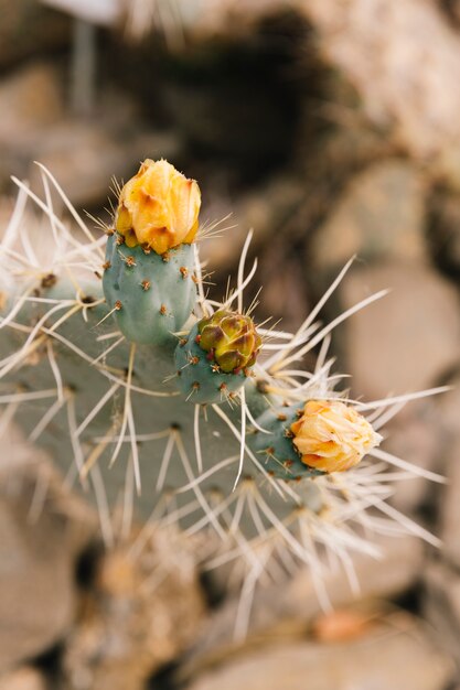 Fleur jaune poussant sur un long cactus épineux