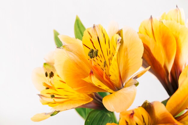 Fleur jaune qui fleurit dans le jardin